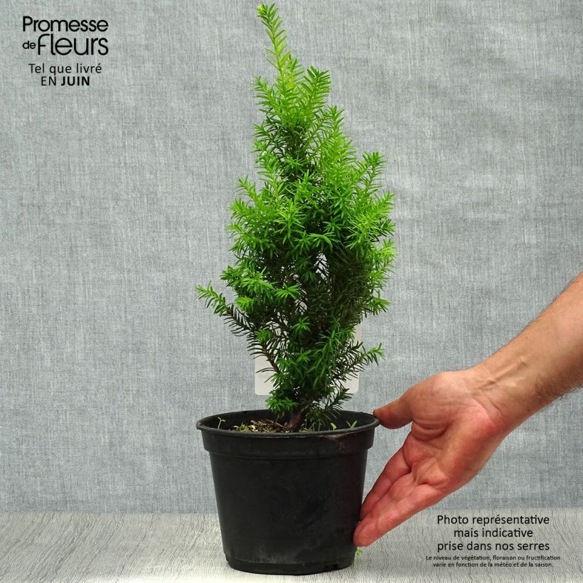 Esimerkki kesällä toimitetusta Kartiomarjakuusi Densiformis Pot de 2L/3L-taimesta