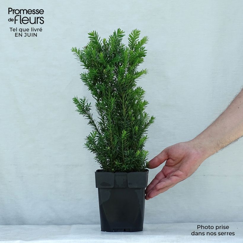 Esimerkki kesällä toimitetusta Kartiomarjakuusi Hillii Pot de 2L/3L-taimesta