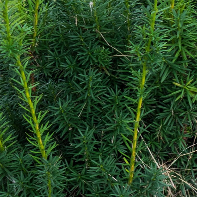 Kartiomarjakuusi Hicksii (Lehvistö)