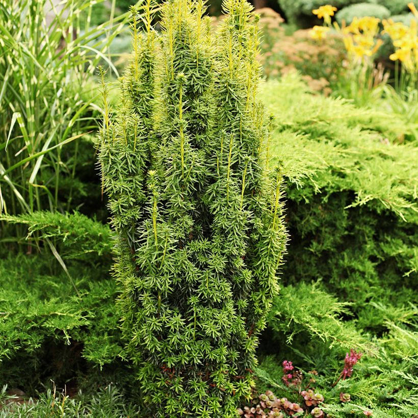 Euroopanmarjakuusi - Taxus baccata (Kasvutapa)