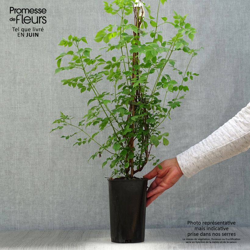 Esimerkki kesällä toimitetusta Kapintulipiippu - Tecoma capensis Pot de 2L/3L-taimesta