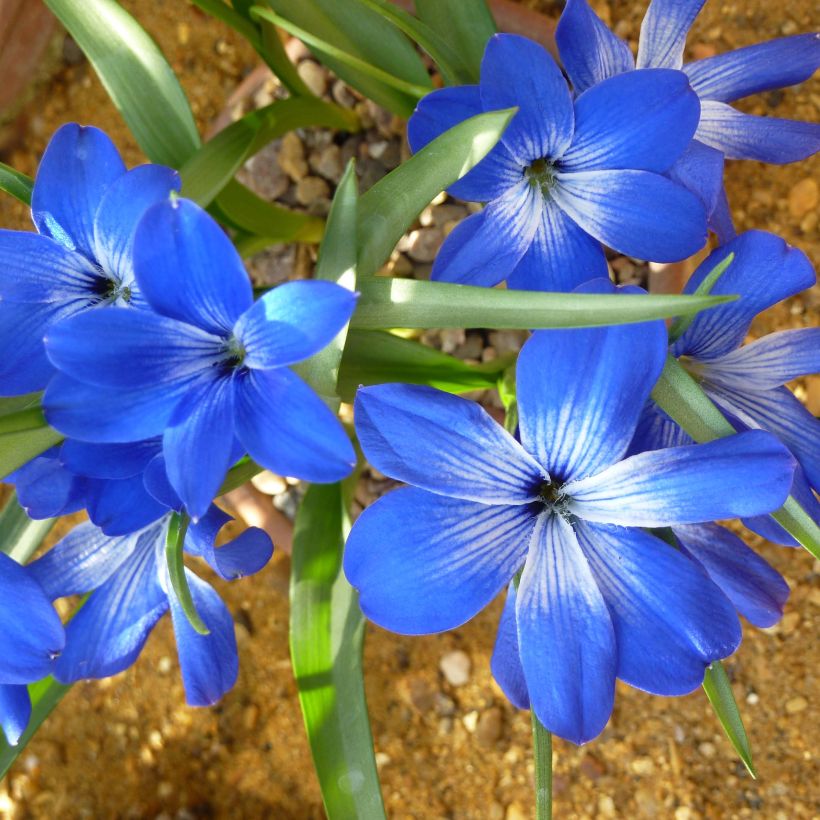 Chilentähti sininen - Tecophilaea cyanocrocus (Kukinta)