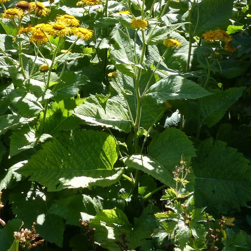 Auringontähti - Telekia speciosa (Lehvistö)