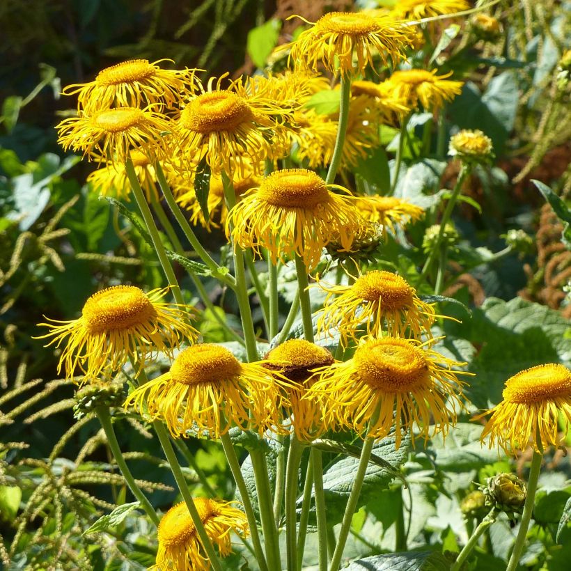 Auringontähti - Telekia speciosa (Kukinta)