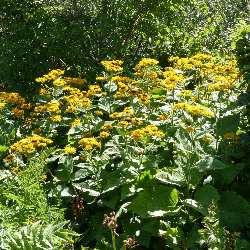 Auringontähti - Telekia speciosa (Kasvutapa)