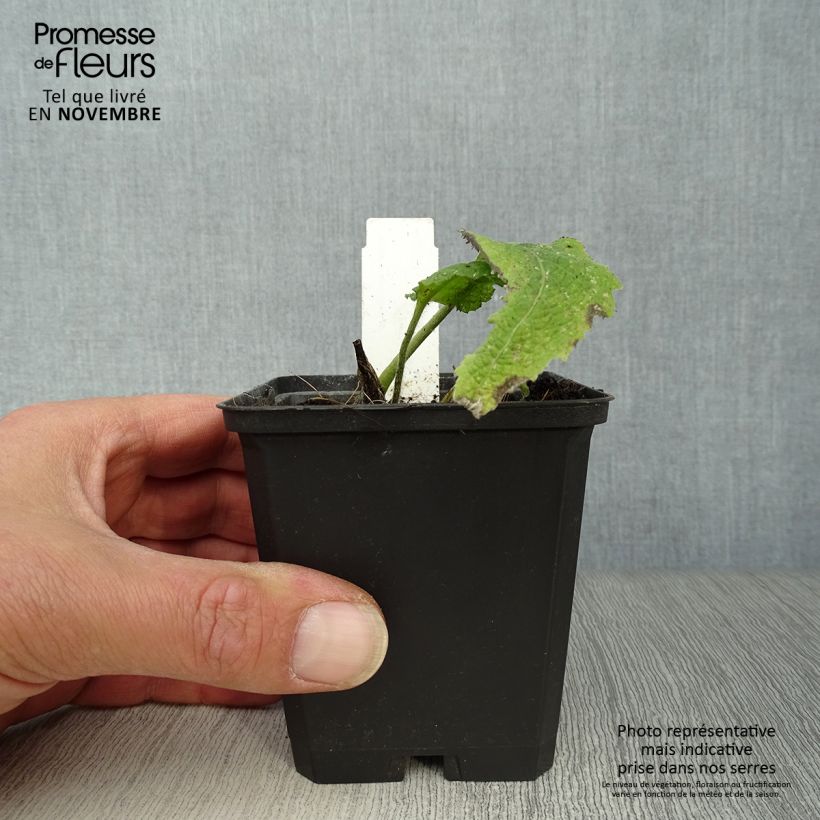 Esimerkki syksyllä toimitetusta Auringontähti - Telekia speciosa 8/9 cm taimiruukku-taimesta