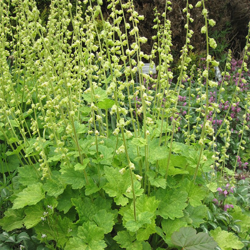 Tellima grandiflora (Kasvutapa)