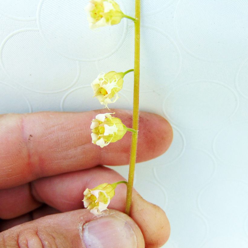 Tellima grandiflora Rubra (Kukinta)