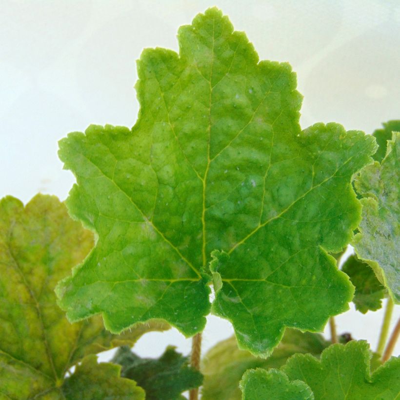 Tellima grandiflora (Lehvistö)