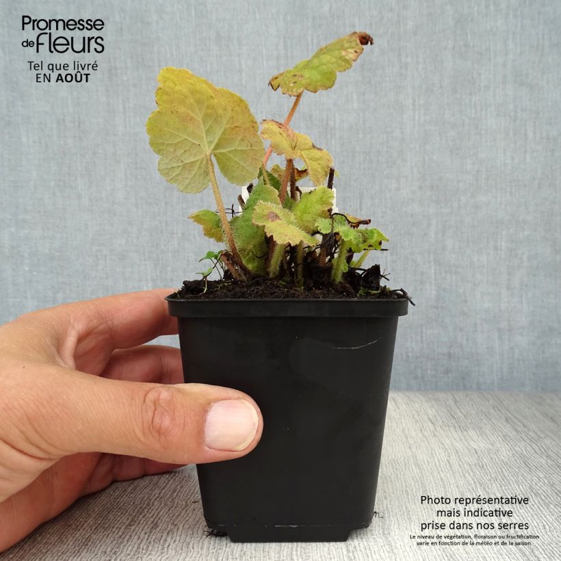 Esimerkki kesällä toimitetusta Tellima grandiflora Taimiruukku 8/9 cm-taimesta