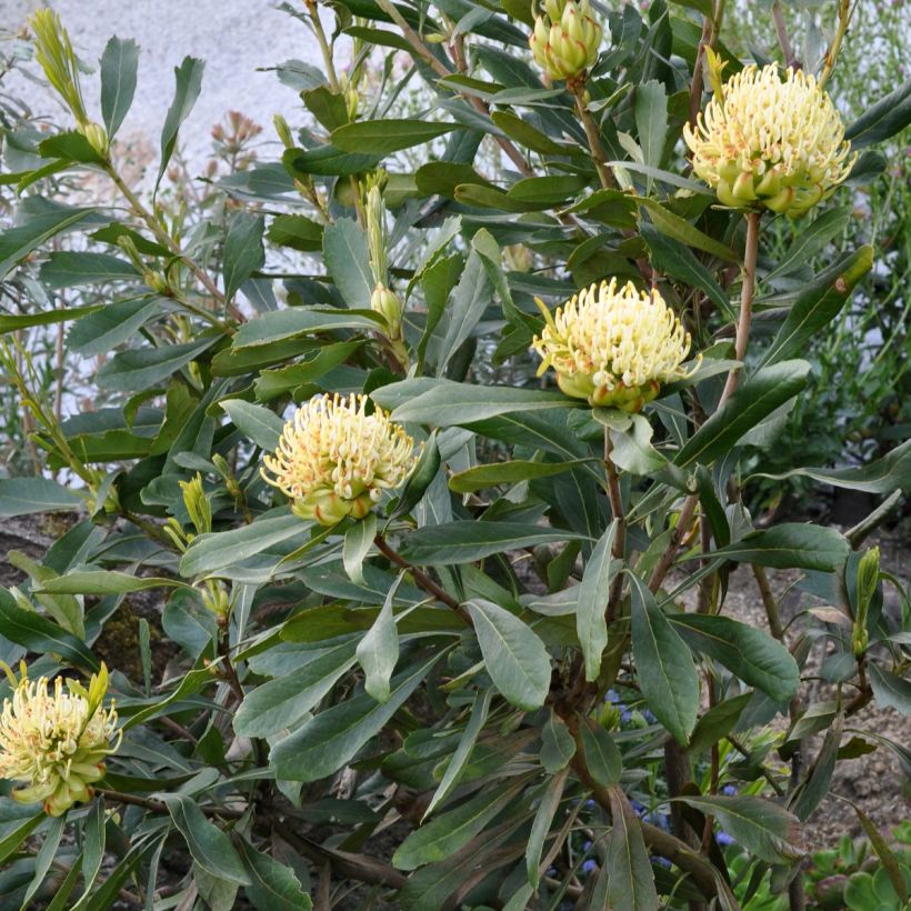 Telopea speciosissima Shady Lady Yellow (Kasvutapa)