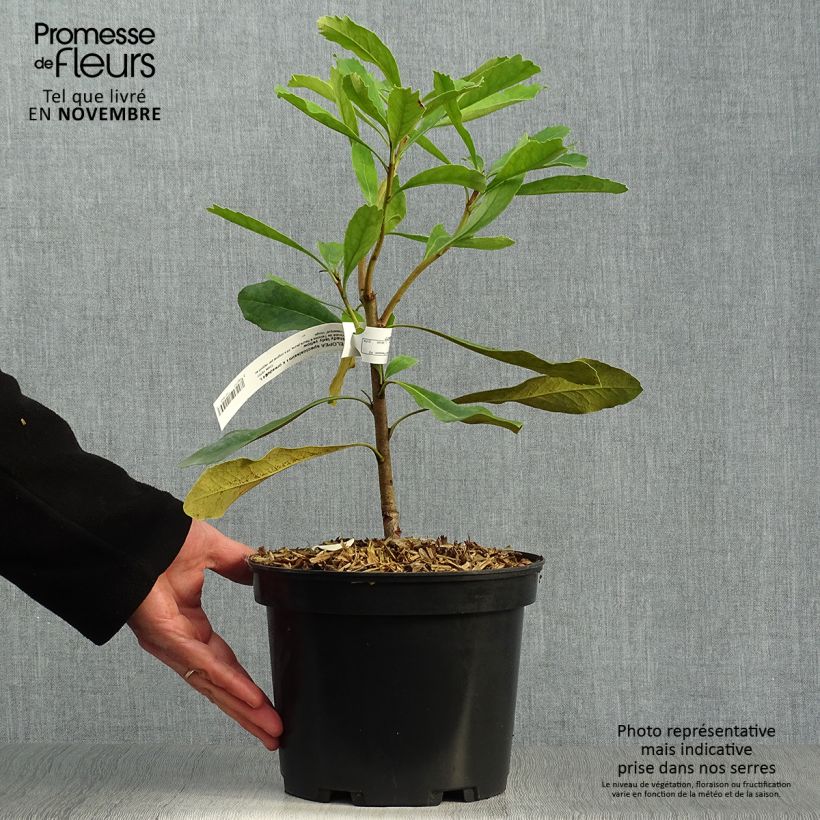 Esimerkki syksyllä toimitetusta Telopea speciosissima Shady Lady Yellow 4 litran/5 litran ruukku-taimesta