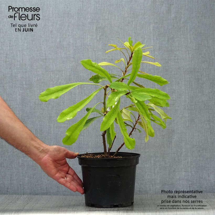 Esimerkki kesällä toimitetusta Telopea speciosissima Shady Lady Yellow Pot de 4L/5L-taimesta