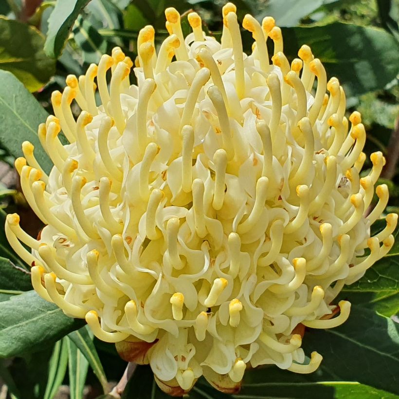 Telopea speciosissima Shady Lady Yellow (Kukinta)