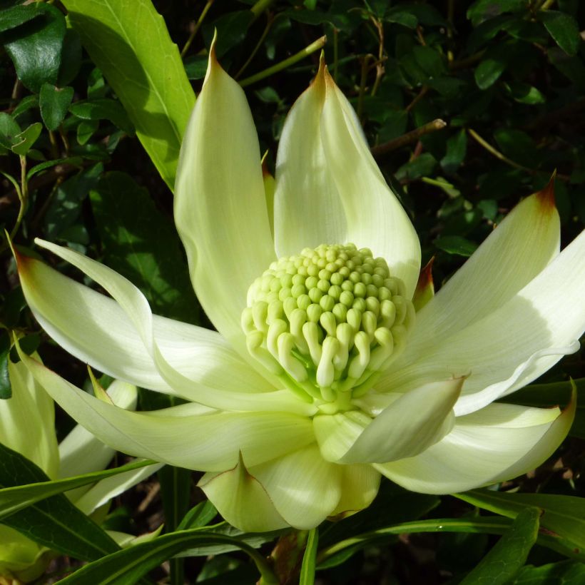 Telopea speciosissima Valkoinen (Kukinta)