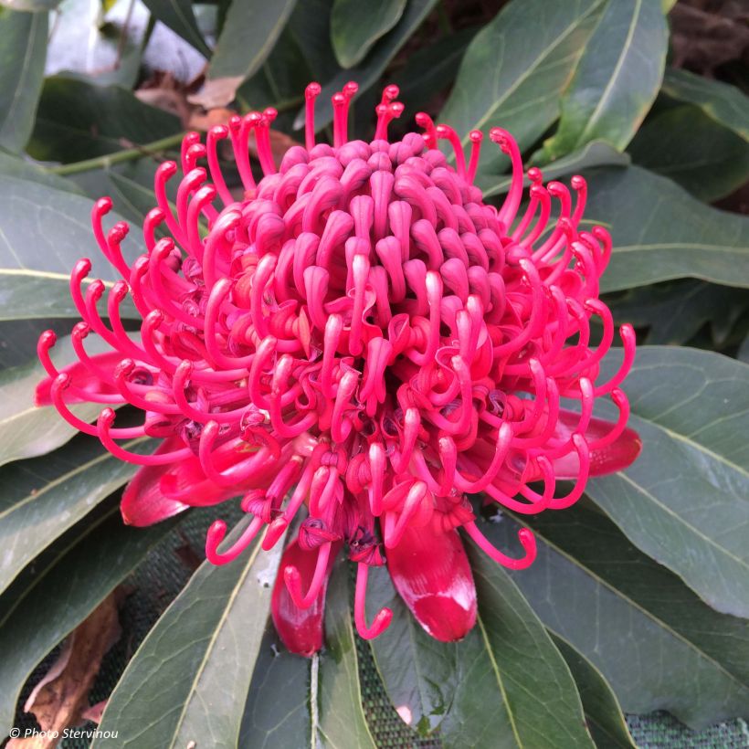 Telopea speciosissima (Kukinta)