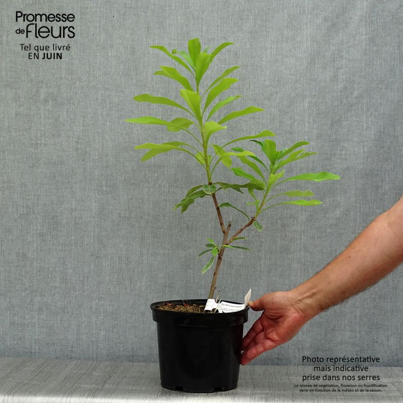 Esimerkki kesällä toimitetusta Telopea speciosissima Pot de 4L/5L-taimesta