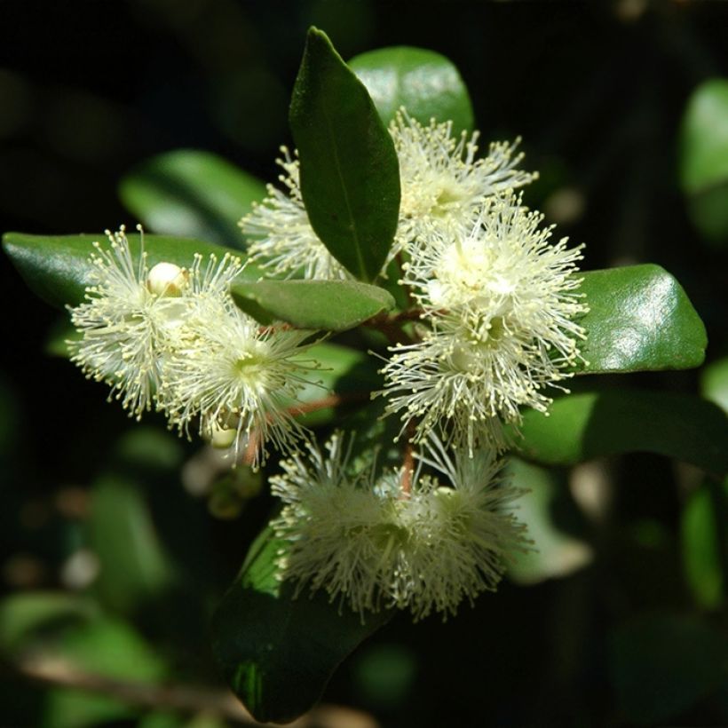 Temu divaricatum Heaven Scent (Kukinta)
