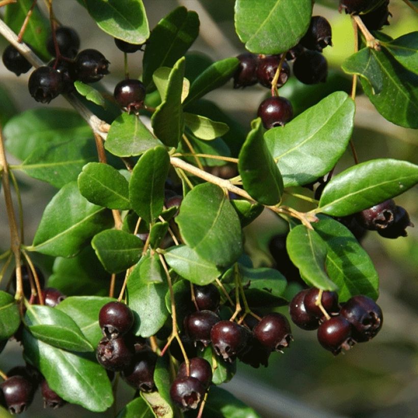 Temu divaricatum Heaven Scent (Sadonkorjuu)