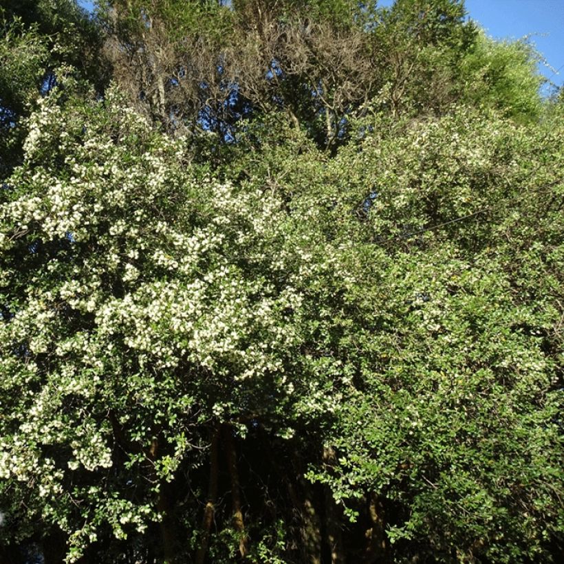 Temu divaricatum Heaven Scent (Kasvutapa)
