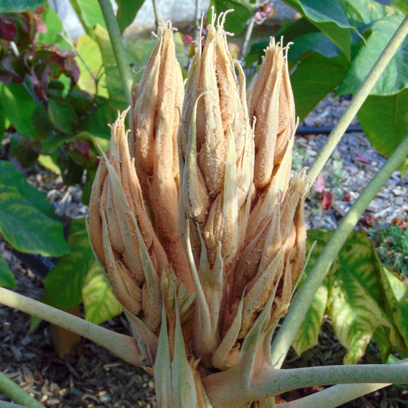 Paperiaralia Rex (Kukinta)