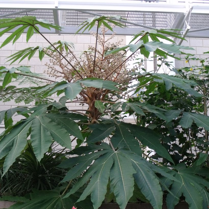 Paperiaralia Rex (Lehvistö)