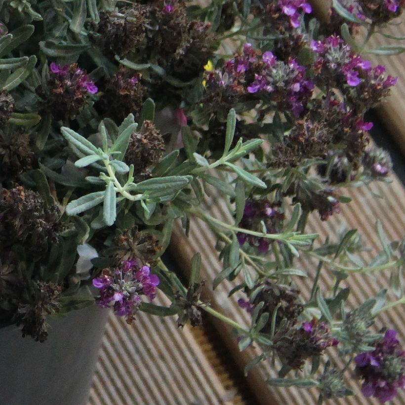 Teurikka - Teucrium ackermannii (Lehvistö)