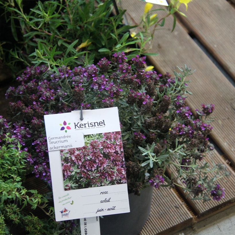 Teurikka - Teucrium ackermannii (Kasvutapa)