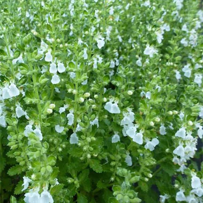 Tammiteurikka Alba (Lehvistö)