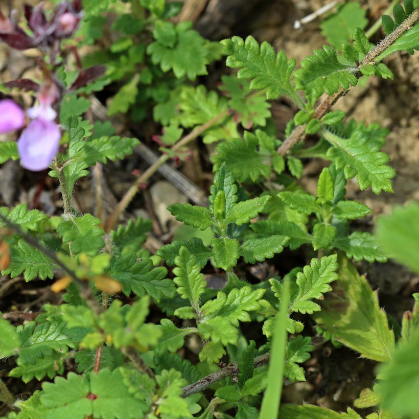 Tammiteurikka Wild Form (Lehvistö)