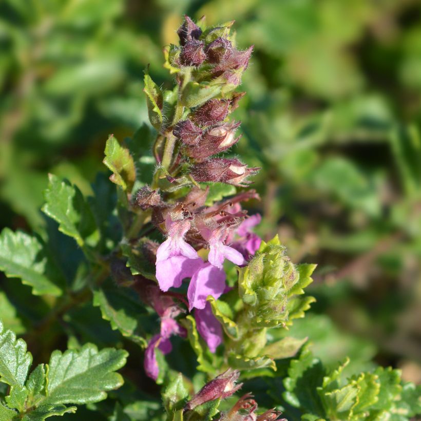Tammiteurikka Wild Form (Kukinta)