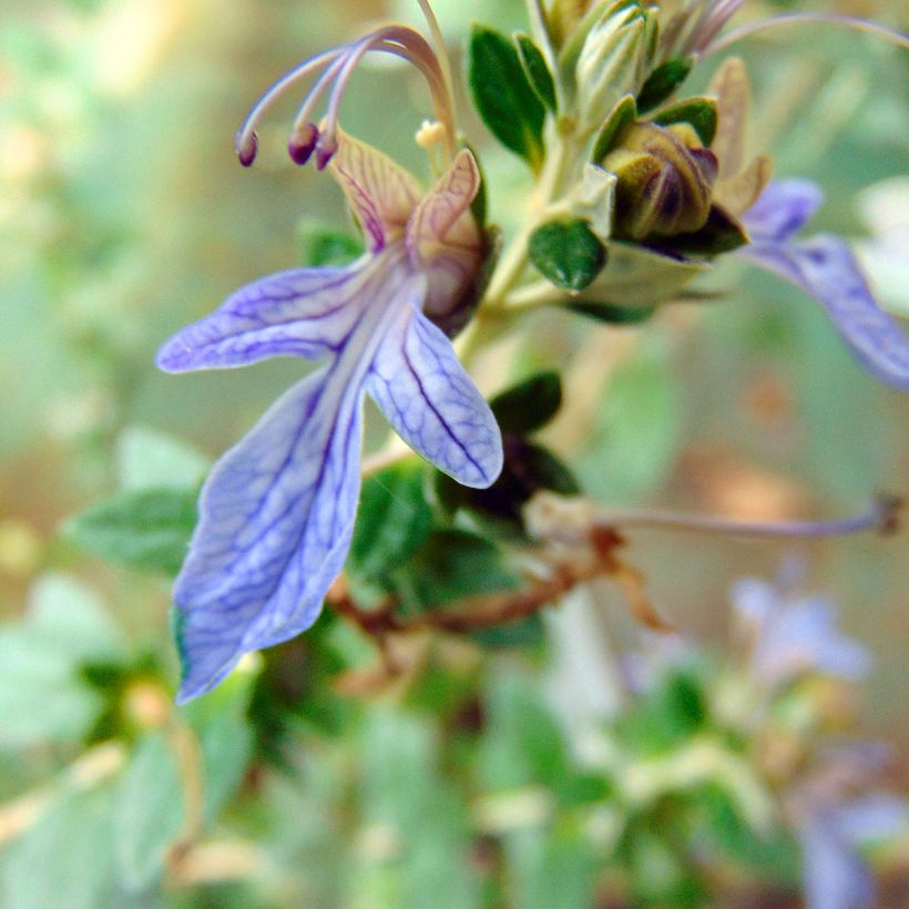 Teurikka Azureum (Kukinta)