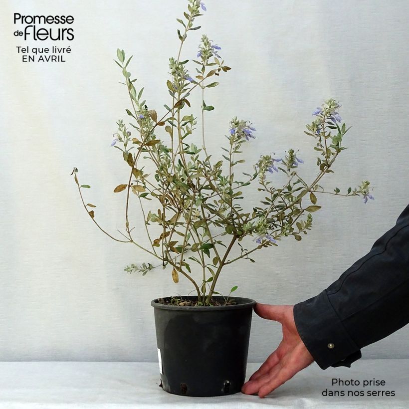 Esimerkki keväällä toimitetusta Teurikka Azureum Pot de 2L/3L-taimesta