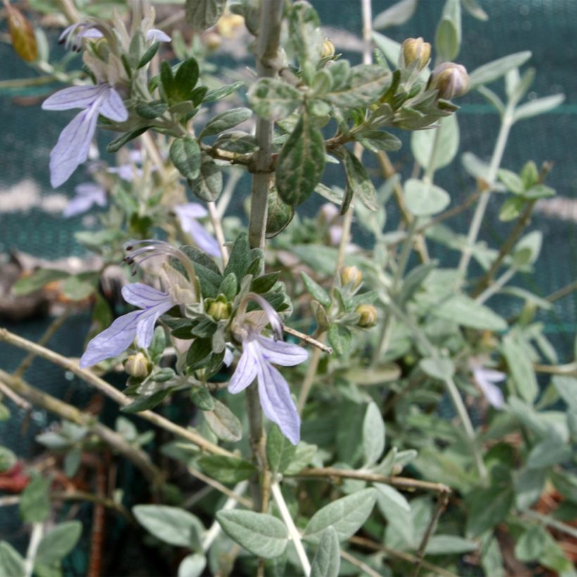 Teurikka - Teucrium fruticans (Lehvistö)