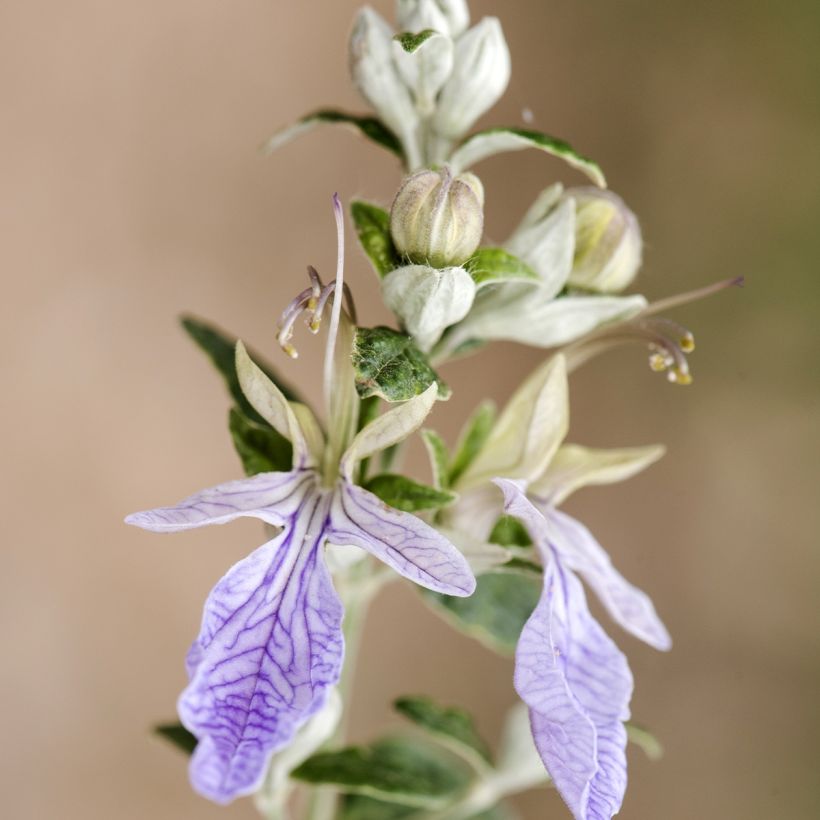 Teurikka - Teucrium fruticans (Kukinta)