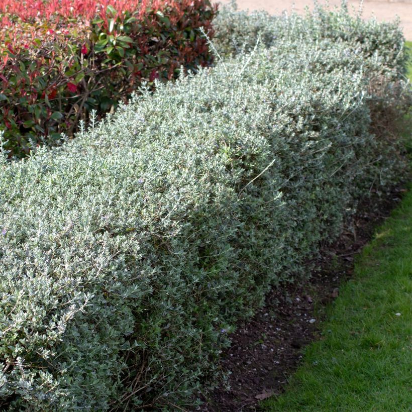 Teurikka - Teucrium fruticans (Kasvutapa)