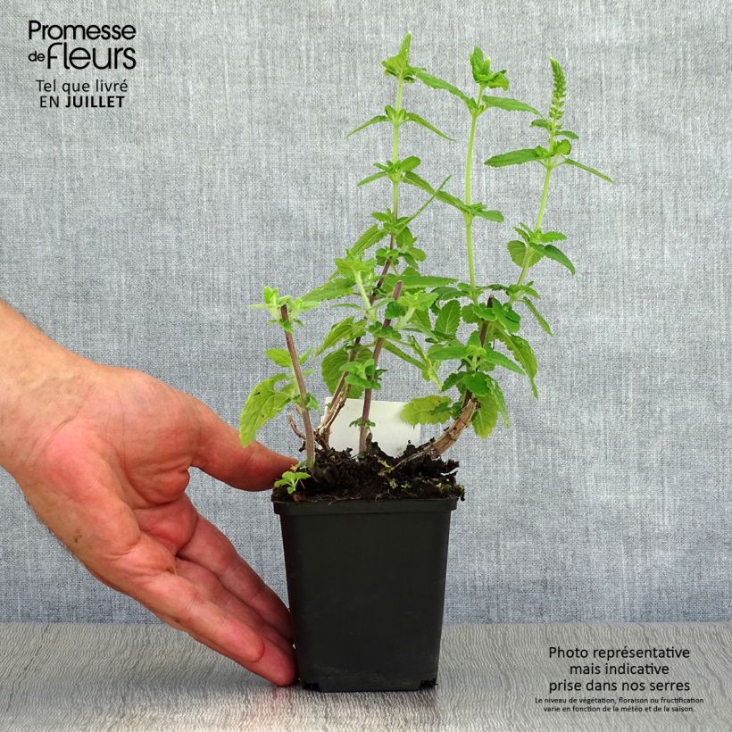 Esimerkki kesällä toimitetusta Teurikka - Teucrium hircanicum Taimiruukku 8/9 cm-taimesta