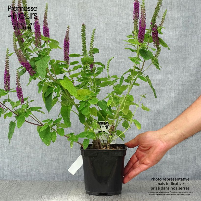 Esimerkki kesällä toimitetusta Teurikka Paradise Delight Ruukku 2L / 3L-taimesta
