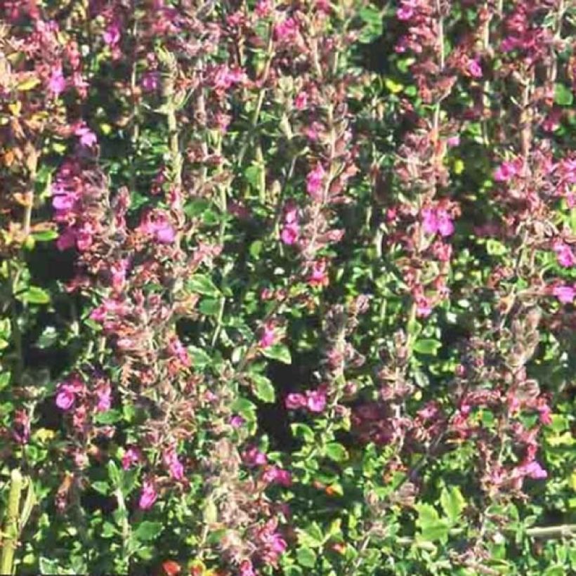 Tammiteurikka - Teucrium x lucidrys (Kukinta)