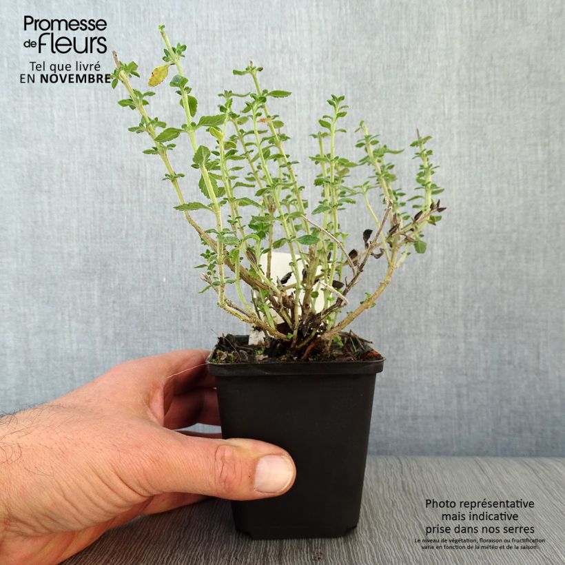 Esimerkki syksyllä toimitetusta Tammiteurikka - Teucrium x lucidrys 8/9 cm taimiruukku-taimesta