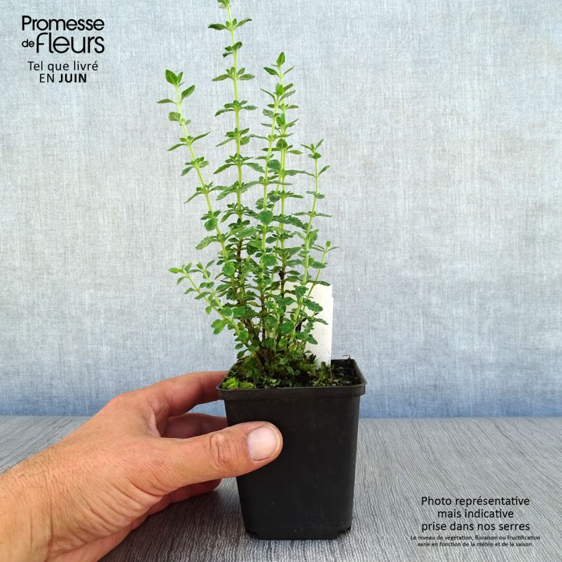 Esimerkki kesällä toimitetusta Tammiteurikka - Teucrium x lucidrys Godet de 8/9 cm-taimesta