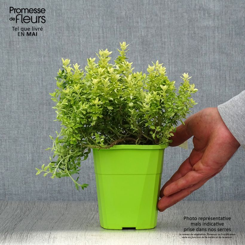 Esimerkki keväällä toimitetusta Tammiteurikka Lucky Gold Pot de 1,5L/2L-taimesta