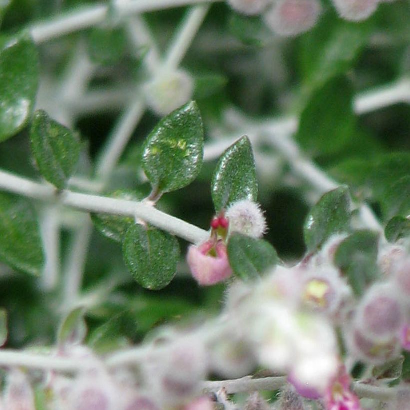 Meriteurikka - Teucrium marum (Lehvistö)