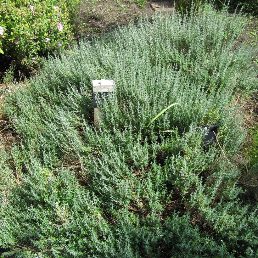 Meriteurikka - Teucrium marum (Kasvutapa)