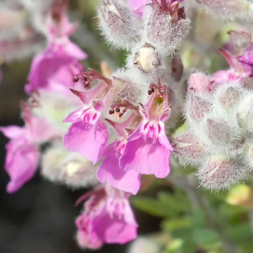 Meriteurikka - Teucrium marum (Kukinta)