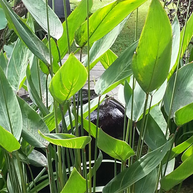 Thalia dealbata (Lehvistö)