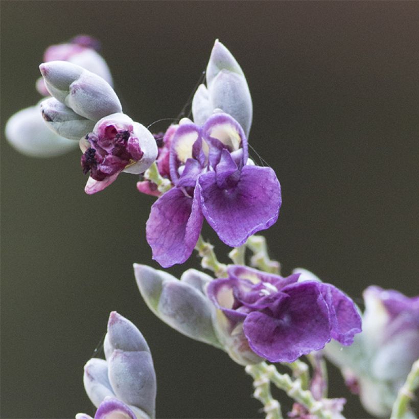 Thalia dealbata (Kukinta)