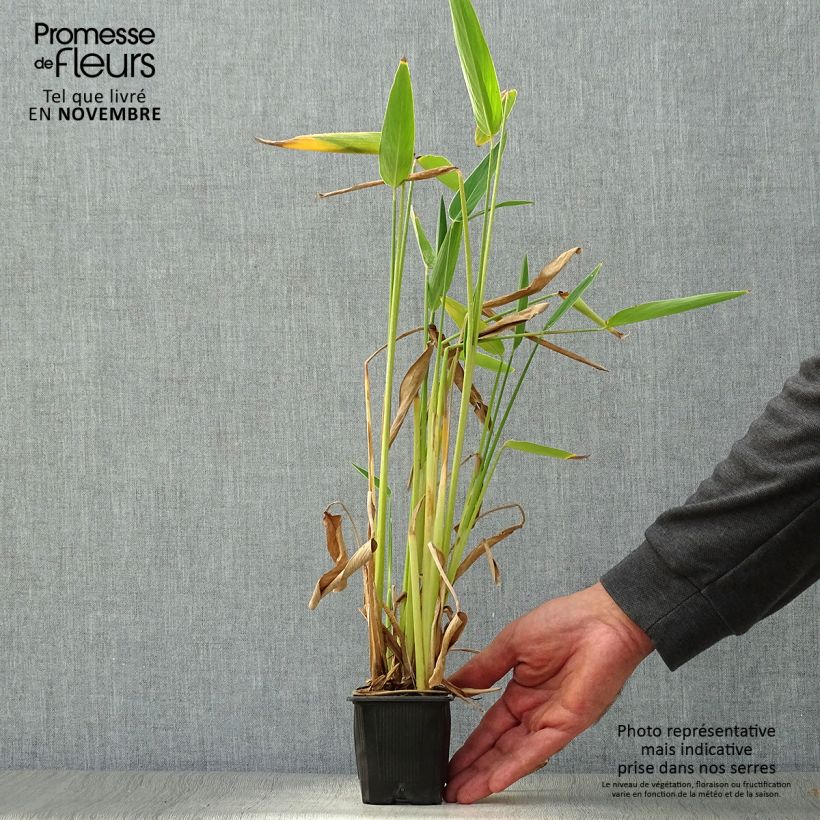 Esimerkki syksyllä toimitetusta Thalia dealbata 8/9 cm taimiruukku-taimesta