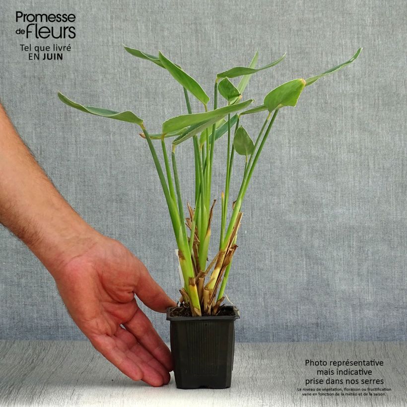 Esimerkki kesällä toimitetusta Thalia dealbata Taimiruukku 8/9 cm-taimesta