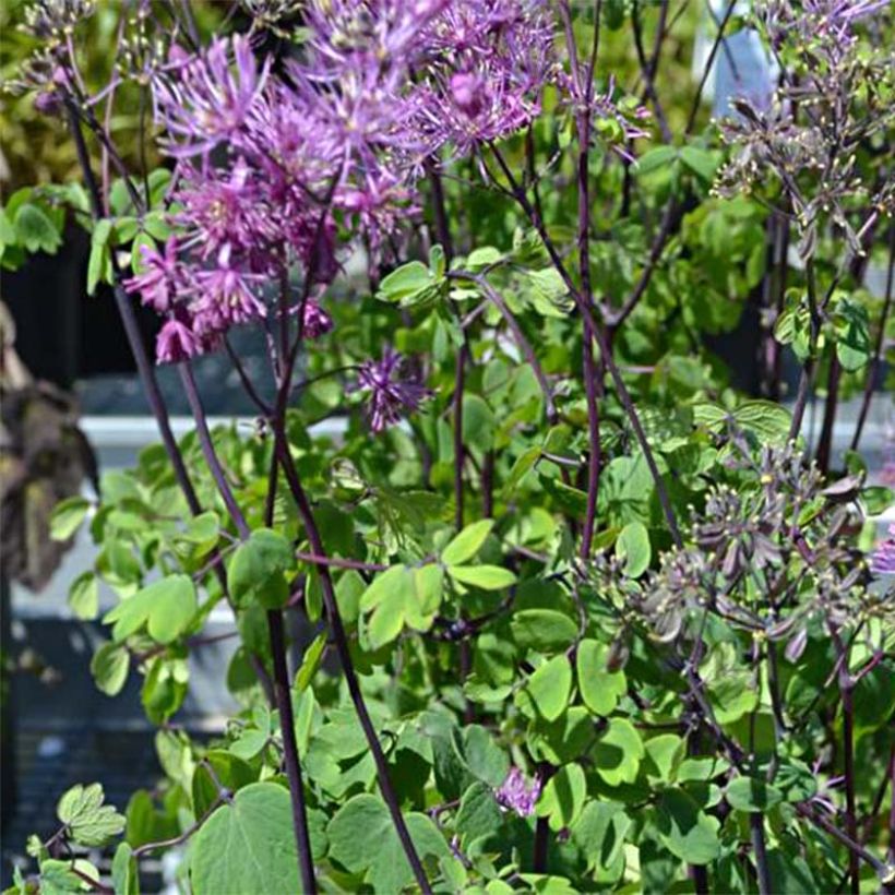 Lehtoängelmä Purplelicious (Kukinta)